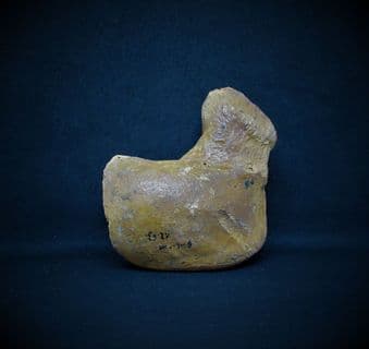 Cave bear Carpal hand bone