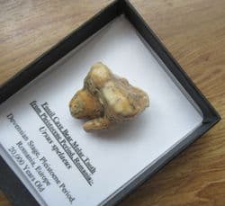 Cave bear large Molar!
