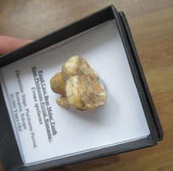 Cave bear large Molar!