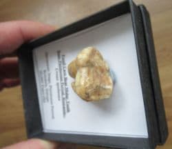 Cave bear large Molar!