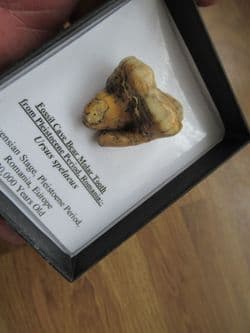 Cave bear large Molar!