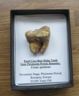 Cave bear large Molar!