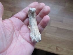 Cave bear Metapodial finger bone