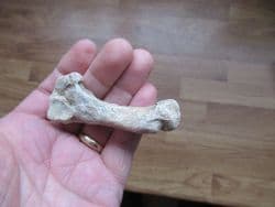 Cave bear Metapodial finger bone