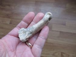 Cave bear Metapodial finger bone