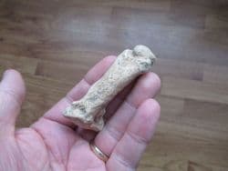 Cave bear Metapodial finger bone