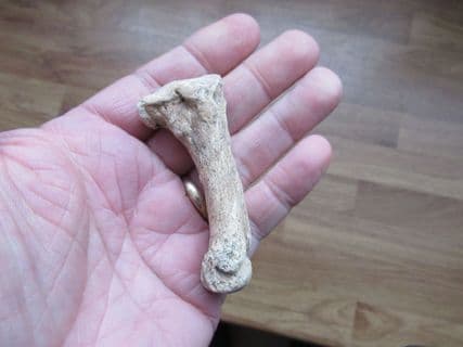 Cave bear Metapodial finger bone