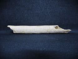 Cave Bear rib