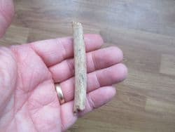 Cave Bear rib