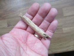 Cave Bear rib