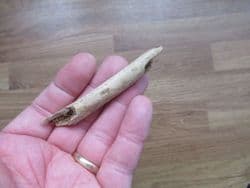 Cave Bear rib