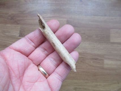Cave Bear rib
