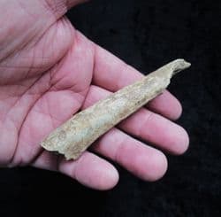Cave Bear rib from Romania