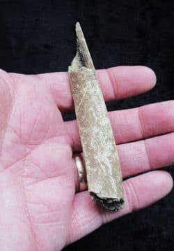 Cave Bear rib from Romania