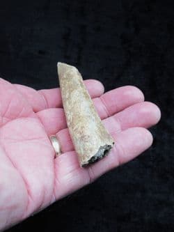 Cave Bear rib from Romania