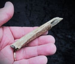 Cave Bear rib from Romania