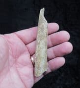 Cave Bear rib from Romania