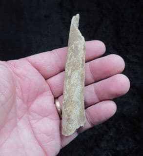 Cave Bear rib from Romania