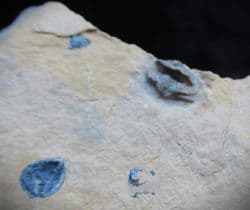 Cedaria minor Cambrian curled Trilobite