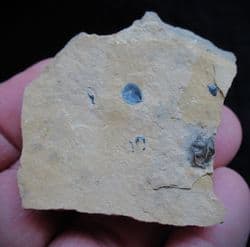 Cedaria minor Cambrian curled Trilobite