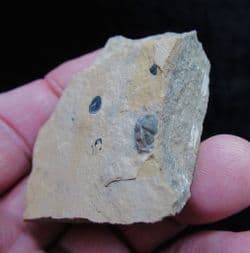 Cedaria minor Cambrian curled Trilobite