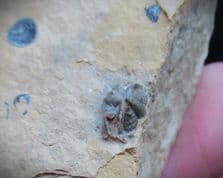 Cedaria minor Cambrian curled Trilobite