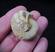 Cenoceras Nautiloid from France