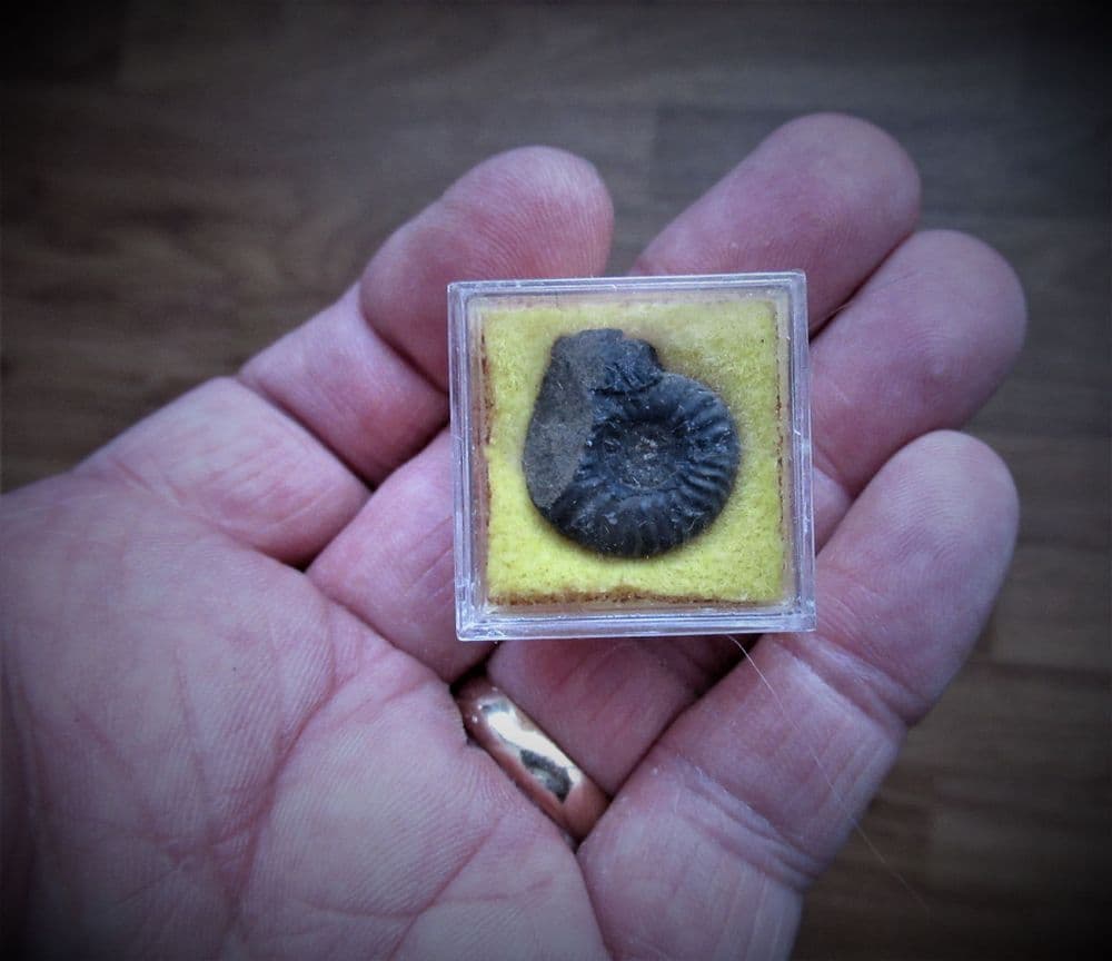 ceratites-gymnotoceras