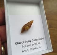 Chalcedony preserved Gastropod Beautiful!