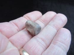 Champosaurus Crocodile vertebra