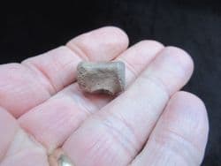 Champosaurus Crocodile vertebra