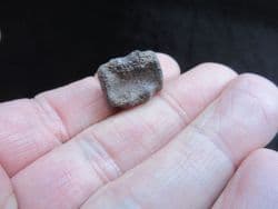 Champosaurus Crocodile vertebra