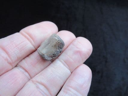 Champosaurus Crocodile vertebra