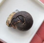 Cheiloceras CF. subpartitum  (Munster  1839)