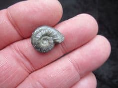 Cheltonia  accipitris (J.buckman 1844)