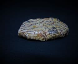 Chilomycterus 