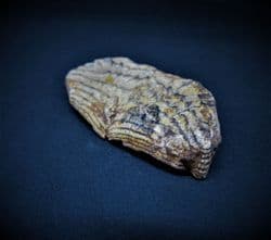 Chilomycterus 