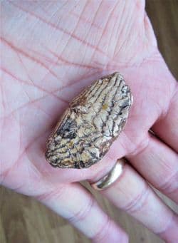 Chilomycterus 