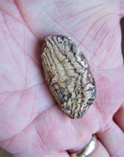 Chilomycterus 