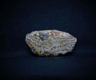 Chilomycterus 