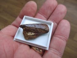 Chimaera Jaw section