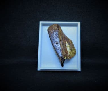 Chimaera Jaw section