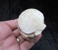 Chlamys opercularis from Spain