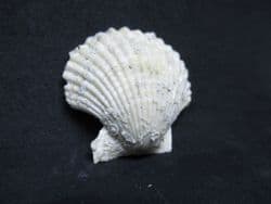 Chlamys  praescabriuscula