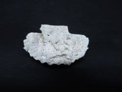 Chlamys  praescabriuscula