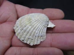 Chlamys  praescabriuscula