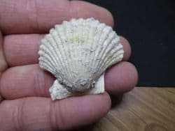 Chlamys  praescabriuscula