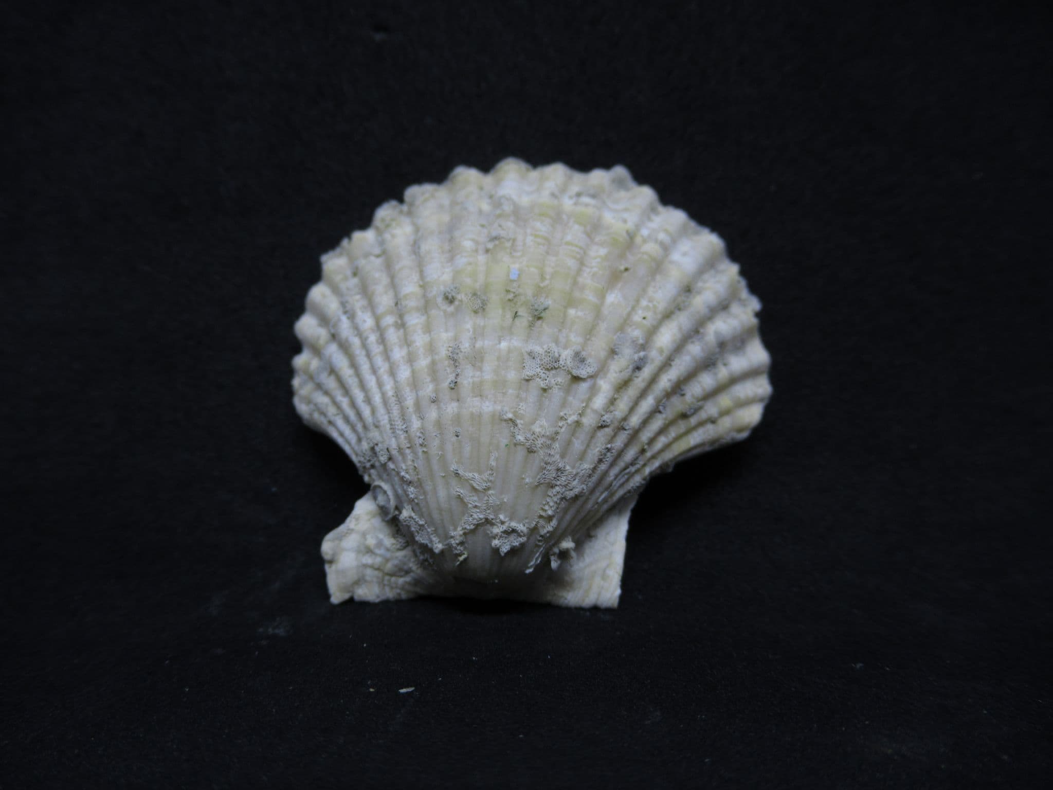 Chlamys Shell