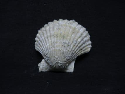 Chlamys praescabriuscula