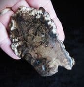 Chlorellopsis slab of Blue green Algae